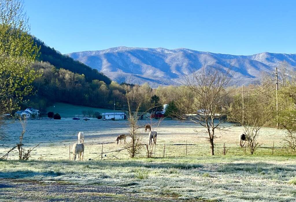 Foothills Vista